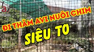 Shama Nguyễn đi thăm avi khổng lồ và tư vấn chăm sóc làm avi sinh sản