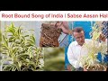 🌱 Song of India Root Problem? | Quick Rescue &amp; Healthy Growth Tips  #RootBound 🪴 #songofindia 