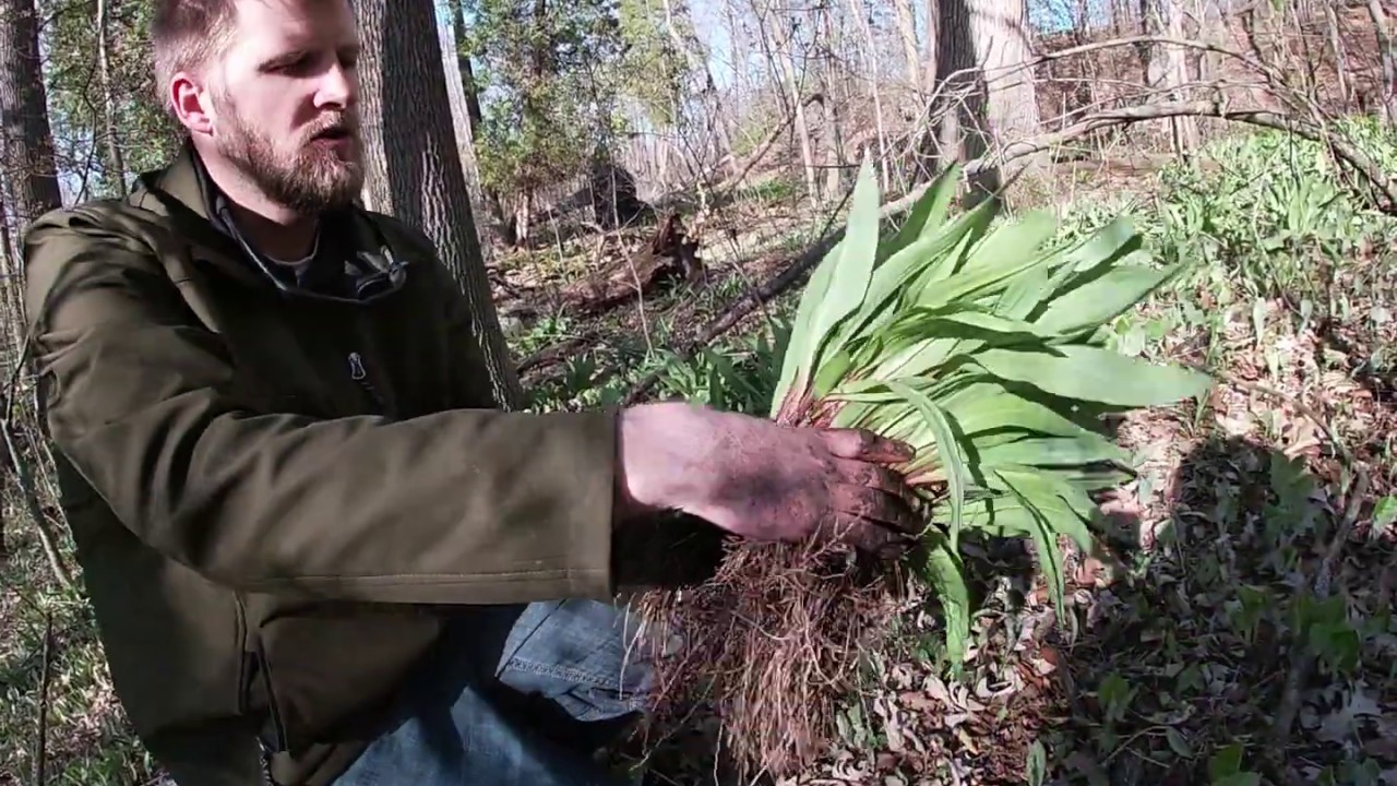 Finding and Digging Wisconsin Ramps YouTube