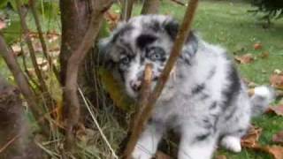 Alpine River puppys 7weeks (Australian Shepherd) by RuTina21 6,160 views 15 years ago 3 minutes, 28 seconds