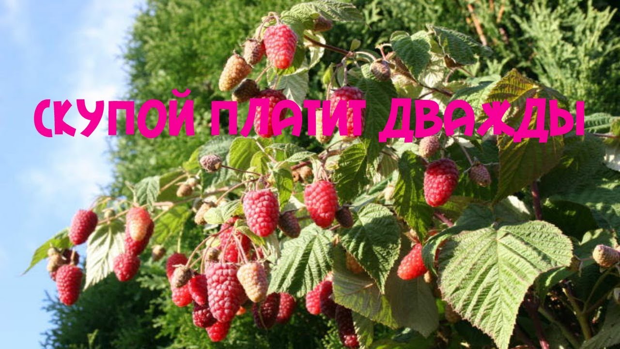 Малиновое Дерево Фото Цена