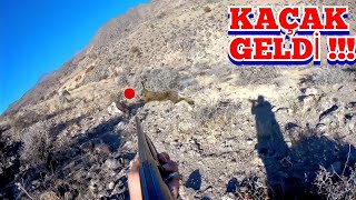 Kaçak Gelen Tavşankekli̇k Tavşan Avi Bu Kekli̇kler Çok Hizli Partridge Hunt مطاردة الحجل