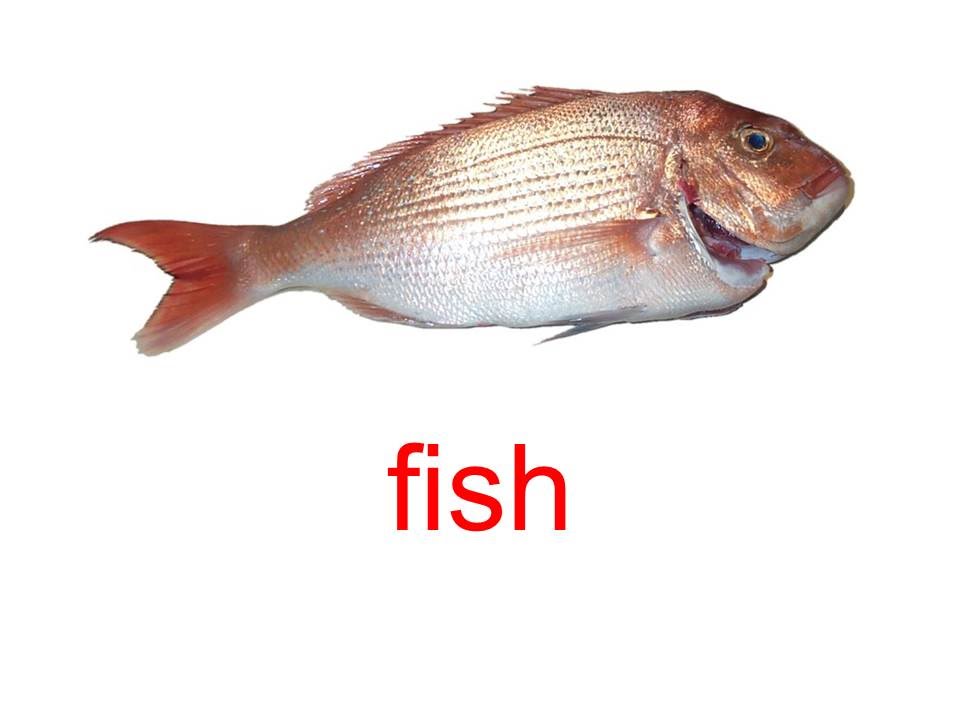 6 класс русский язык рыб