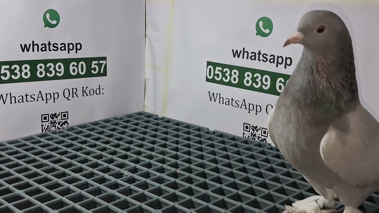 9 Numaralı sahiplendirme videomuz 