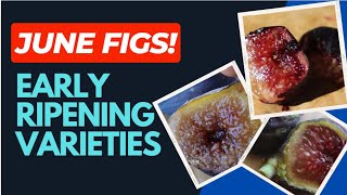 Early Ripening Main Crop Fig Varieties - June AZ 9B