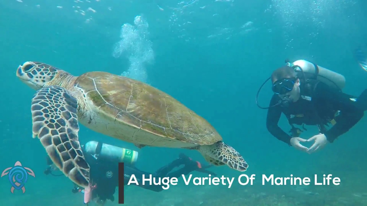 Freestyle Divers - Who are we?