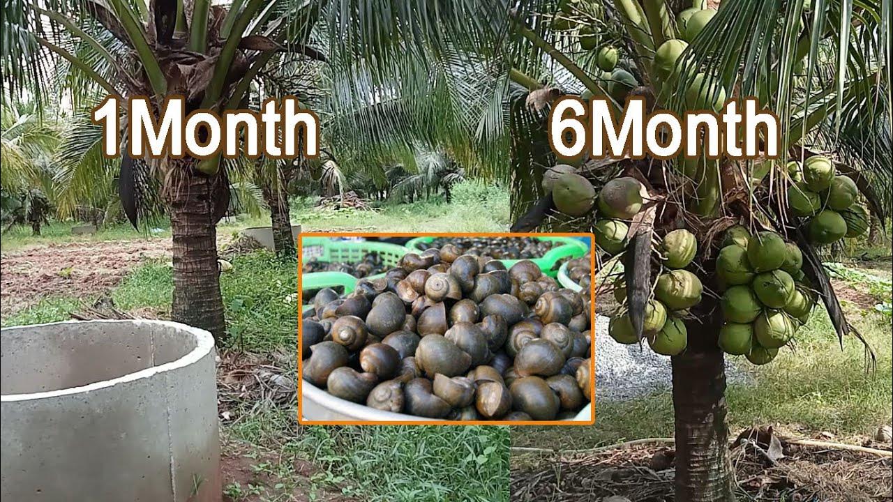 Raising Snail With Coconut Tree / Fertilizer and watering coconut tree