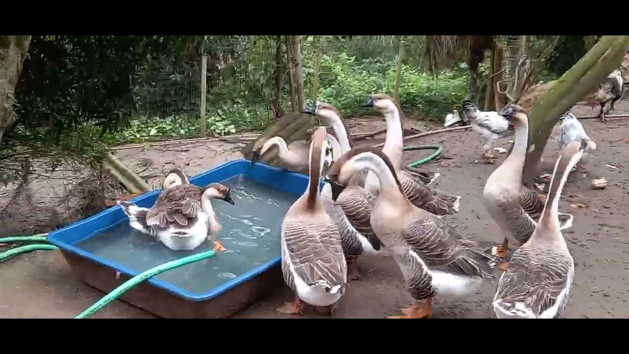 gansos copulando na troca da água