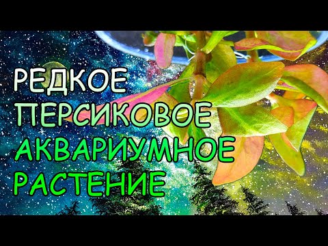 АЛЬТЕРНАНТЕРА ОЦИПУС. Alternanthera Reineckii Ocipus. СЕКРЕТЫ ВЫРАЩИВАНИЯ