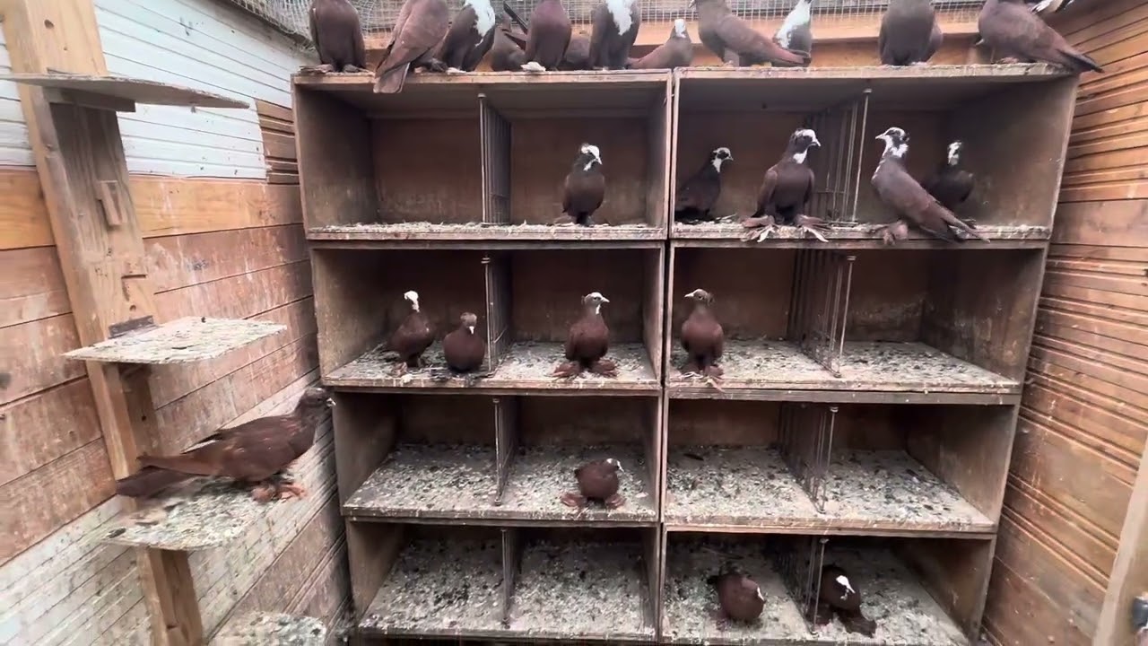 الأحمر البغدادي  في اوربا  المانيا شباب صورنالكم الجديد  بعد التصفية 🌹😘 