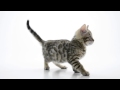 Бенгальский котёнок Герман 2 месяца