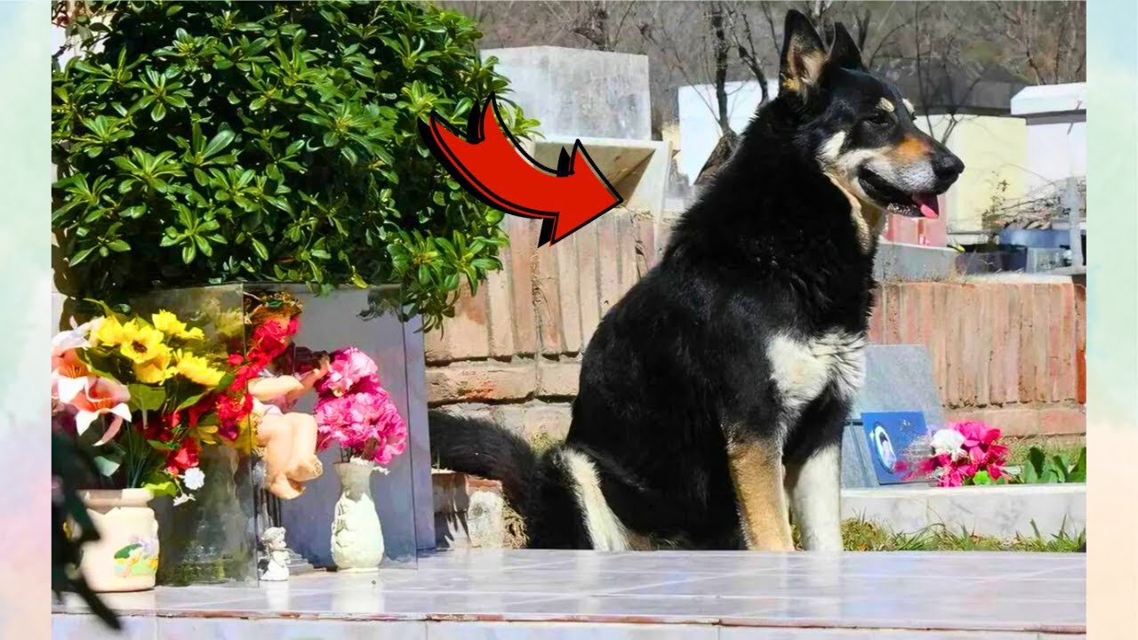 Loyal Dog Refused to Leave His Owner's Graveside For Years - YouTube