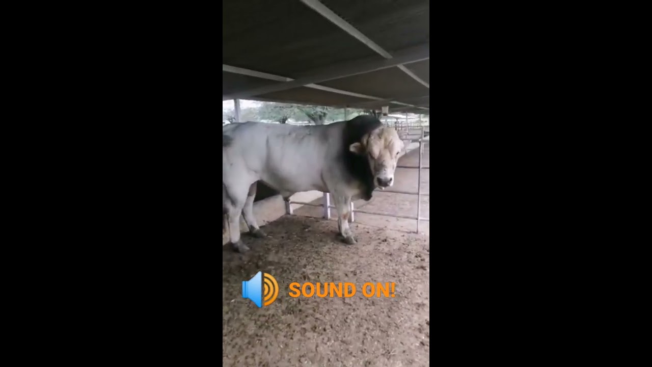 Scary BULL Sound 