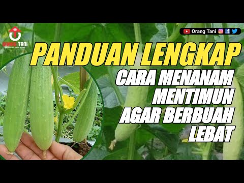 Video: Menanam Mentimun Di Teralis Di Lapangan Terbuka - Aturan + Foto Dan Video