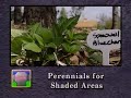 Perennials for shaded areas