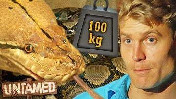 100kg Snake Hasn
