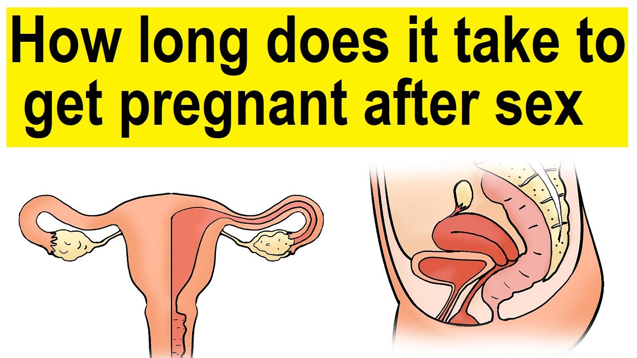 How Long Does It Take To Get Pregnant After Sex How Long Does It Take 