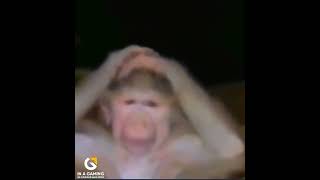 Dünyası Başına Yıkılan Maymun