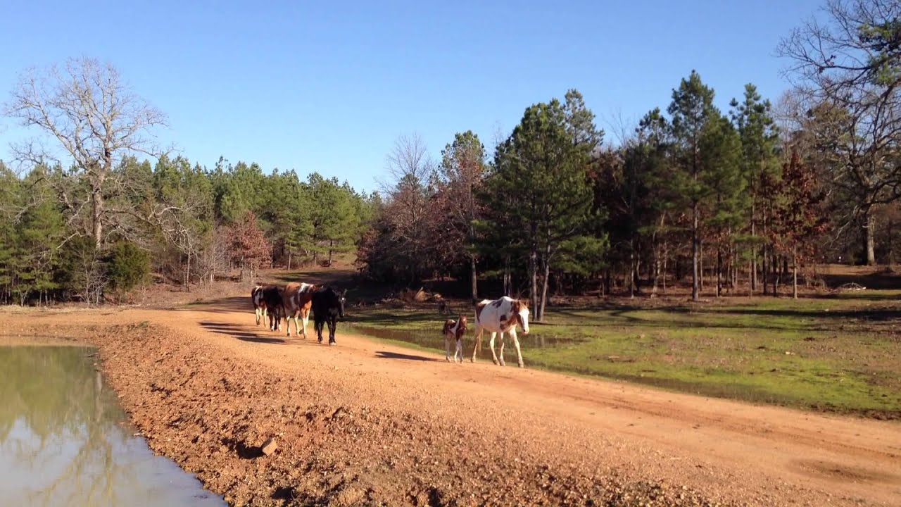 The Endangered Wild Choctaw Mustangs of southern Oklahoma 4 YouTube