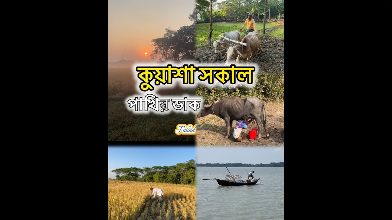  কুয়াশা সকাল পাখির ডাক Bangladesh - YouTube 