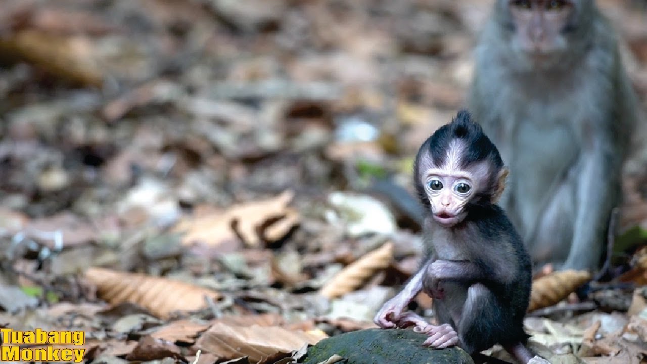 Мама, ты слышишь мой голос? #маленькая обезьянка