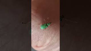 Grüner Laubrüssler und Grünrüssler #insektenfreundlich #käfer #insect #insekt #tiere #animals