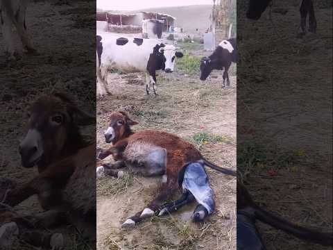 ولادة حمارة بهدوء وصبر مشهد مؤثر كيختصر عظمة الخالق فجمال حتى أبسط المخلوقات ديالو