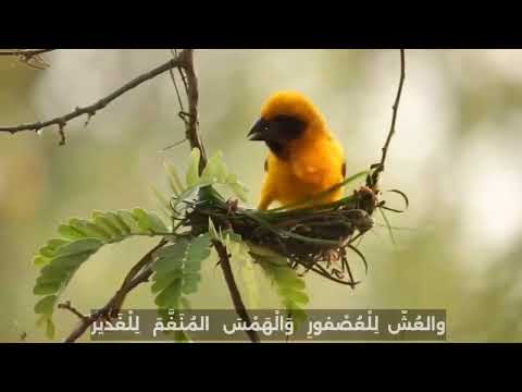 دعاء شاعرة الصف الأول الاعدادي الوحدة الثالثة الترم الأول 