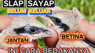Cara Membedakan CENDET Trotol Jantan & Betina Yang Belum Keluar SLAP SAYAPnya