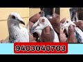 Aandhra pigeon of mr alauddin bhaiaurangabad maharastra 9403040703