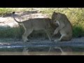 Lions at play  with wild wings safaris  april 2012