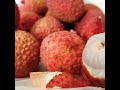 Litchi Season In Mauritius Shorts Letchi Litchi Juicy Fruit Seasonal Litchi Season In Mauritius Shorts Letchi Litchi Juicy Fruit Seasonal