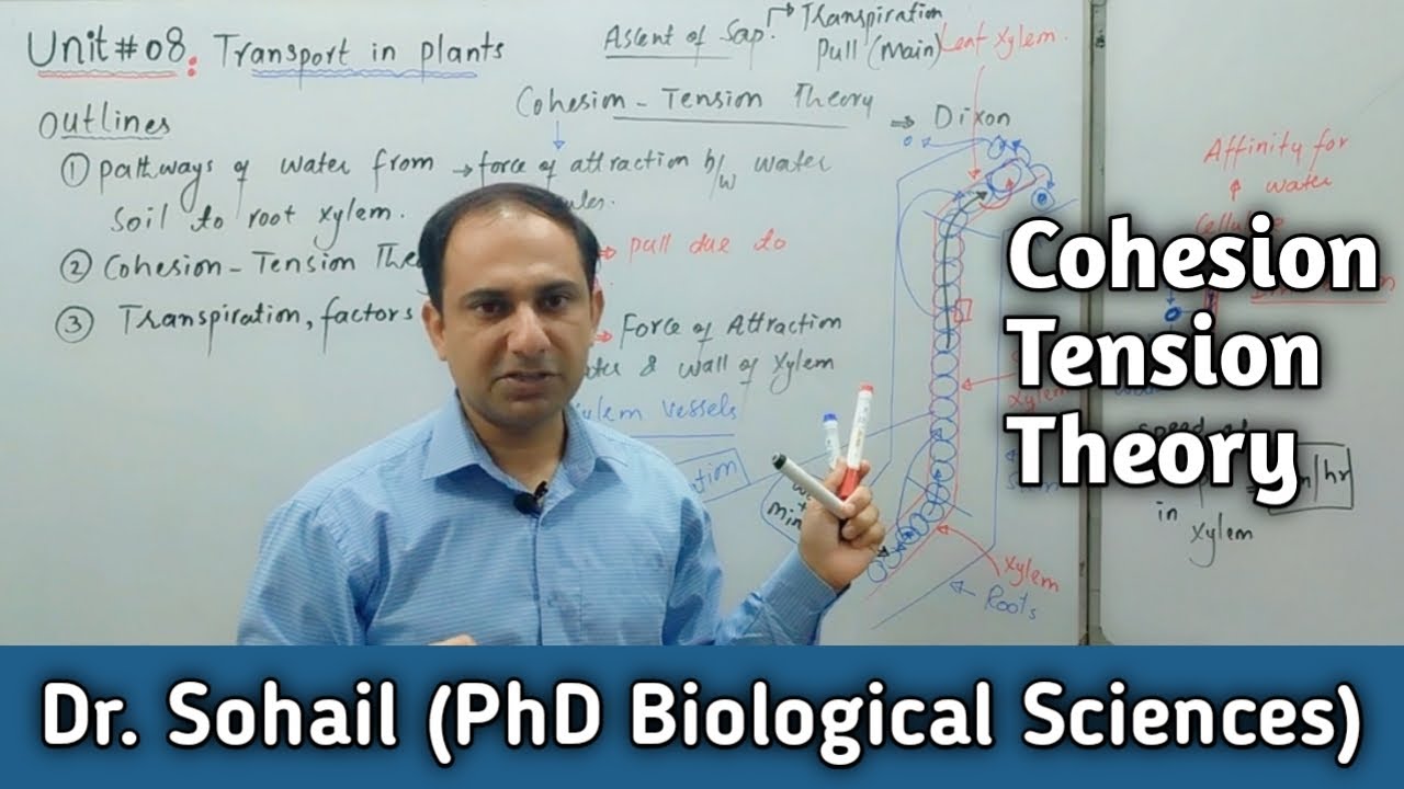 Cohesion Tension Theory | Ascent of Sap | 11th Biology | Dr. Sohail