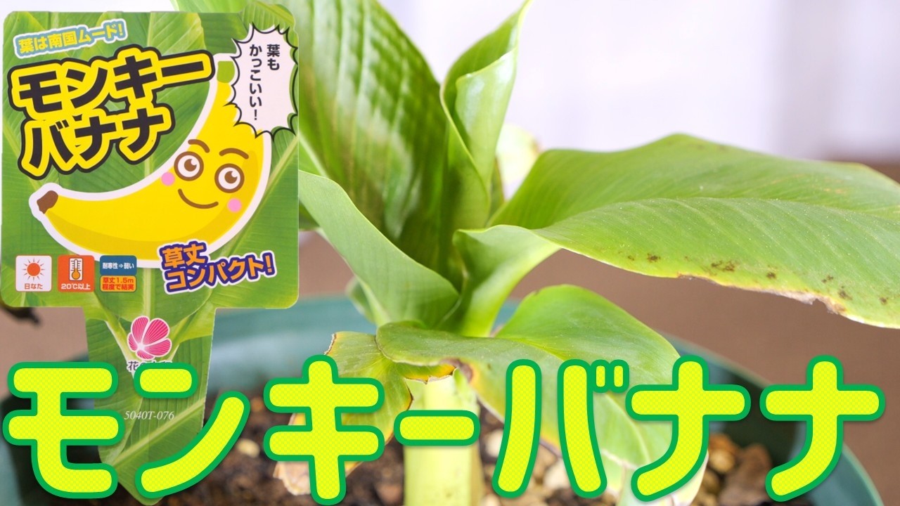 boss様確認用　バナナ苗 苗木】札幌でバナナを育ててみたい！草丈が低いタイプがDCMに売ってい