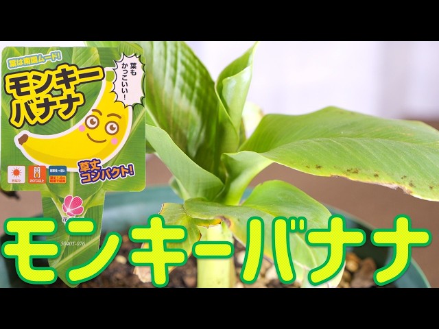 苗木】札幌でバナナを育ててみたい！草丈が低いタイプがDCMに売ってい 