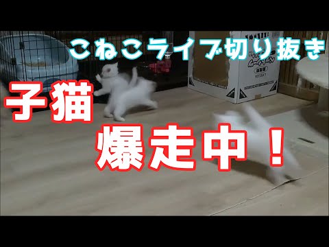 「子猫爆走中！」子猫ライブ切り抜き3