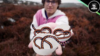 Worlds First: Hatching The most beautiful Snakes!