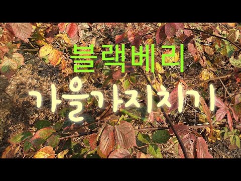 블랙베리  나무관리 방법