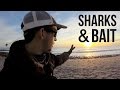 Surf Fishing for Sharks and Bait