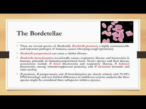 Bordetella , Legionella and Haemophilus / Asst.Prof.Dr.Dalya Basil