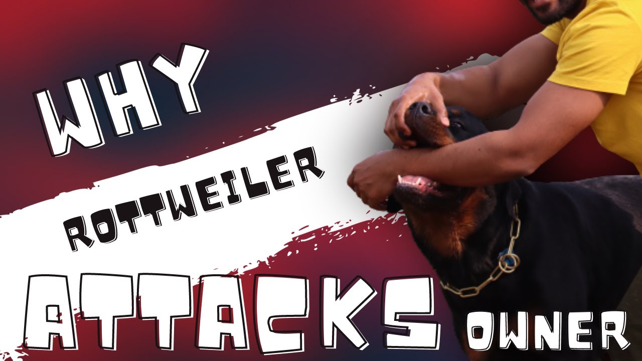 OMG! ROTTWEILER Attacks his OWNER! | Why Rottweiler attack Owner and ...