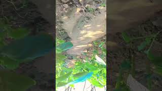 Gaon,ki desi wala 💝💖💝 sexy video dekhne ke liye comment aur subscribe kijiye