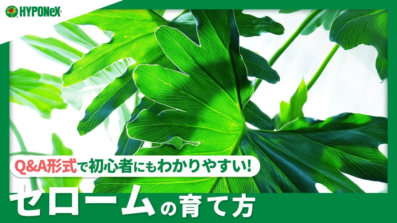 ☘273 ：【Q&A】セロームの育て方｜元気にたくましく育てる方法は？水やりや肥料などの管理方法もご紹介