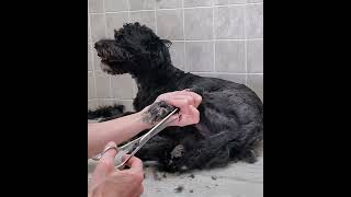 Trimming the hair from a dogs paw pads with scissors, Schnoodle, dog grooming without restraints