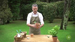 Aprenda a plantar manjericÃ£o usando sementes