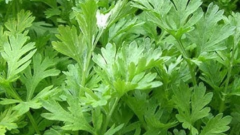 Chữa kinh nguyệt không đều bằng ngải cứu