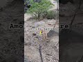 Amor de madre 🙏 #campo #comedyvideo