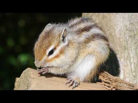 シマリスってどんな動物 知らないといけない生態と特徴