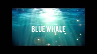 BLUE WHALE SONG