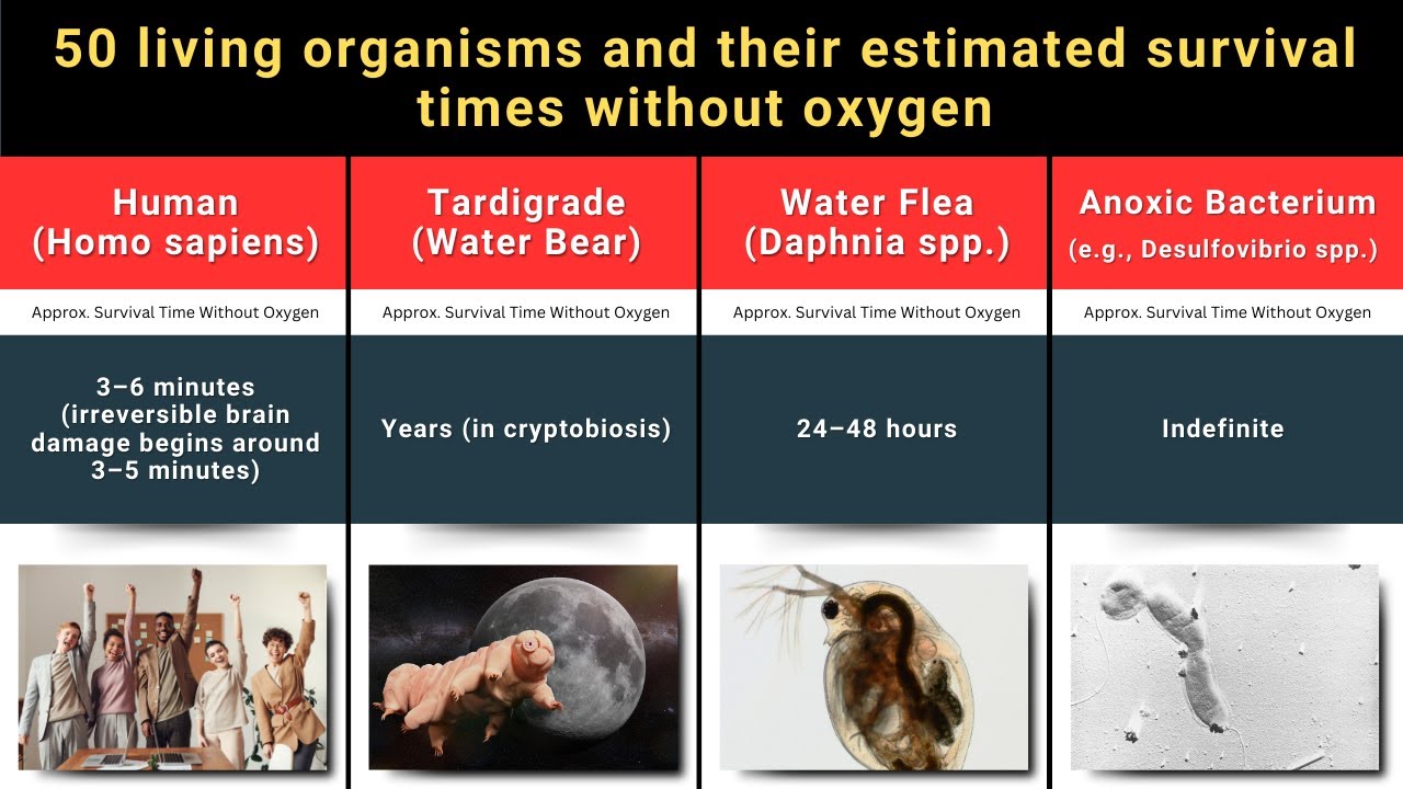 50 living organisms and their estimated survival times without oxygen | Timeline Trek 50